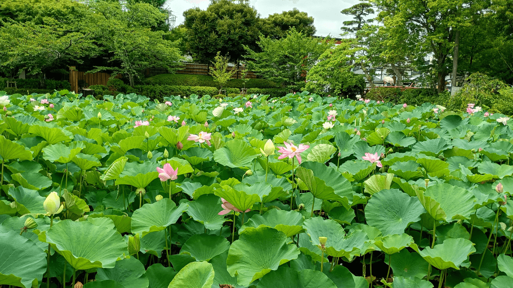 源氏池の蓮