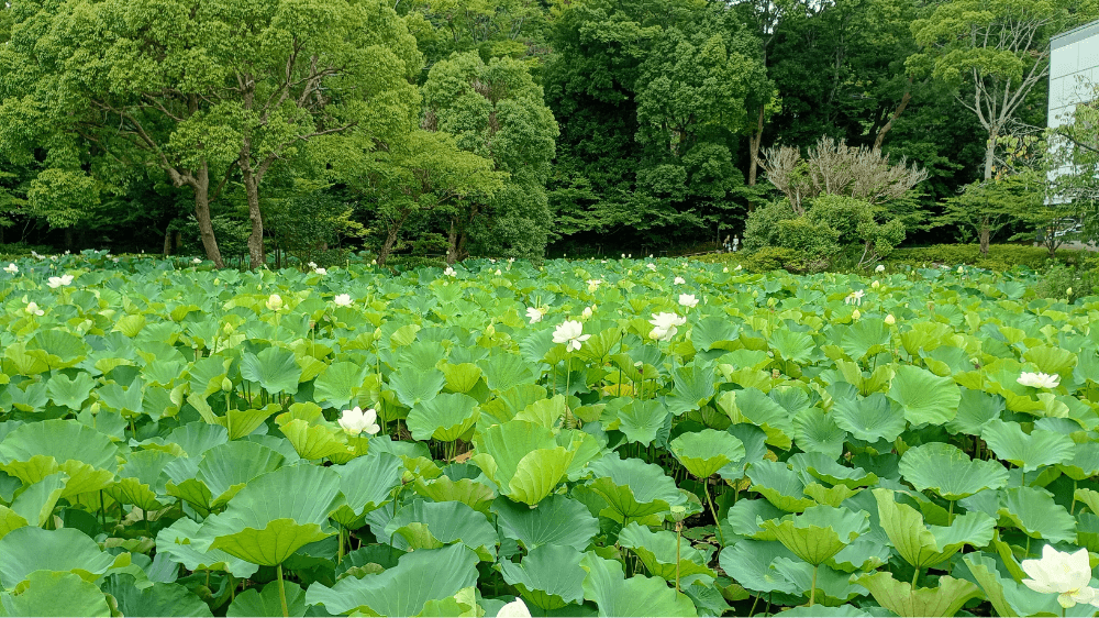 平家池の蓮